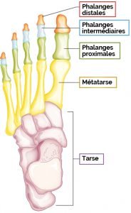 Anatomie du pied gaucge